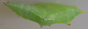Pupae Side of Cabbage White - Pieris rapae